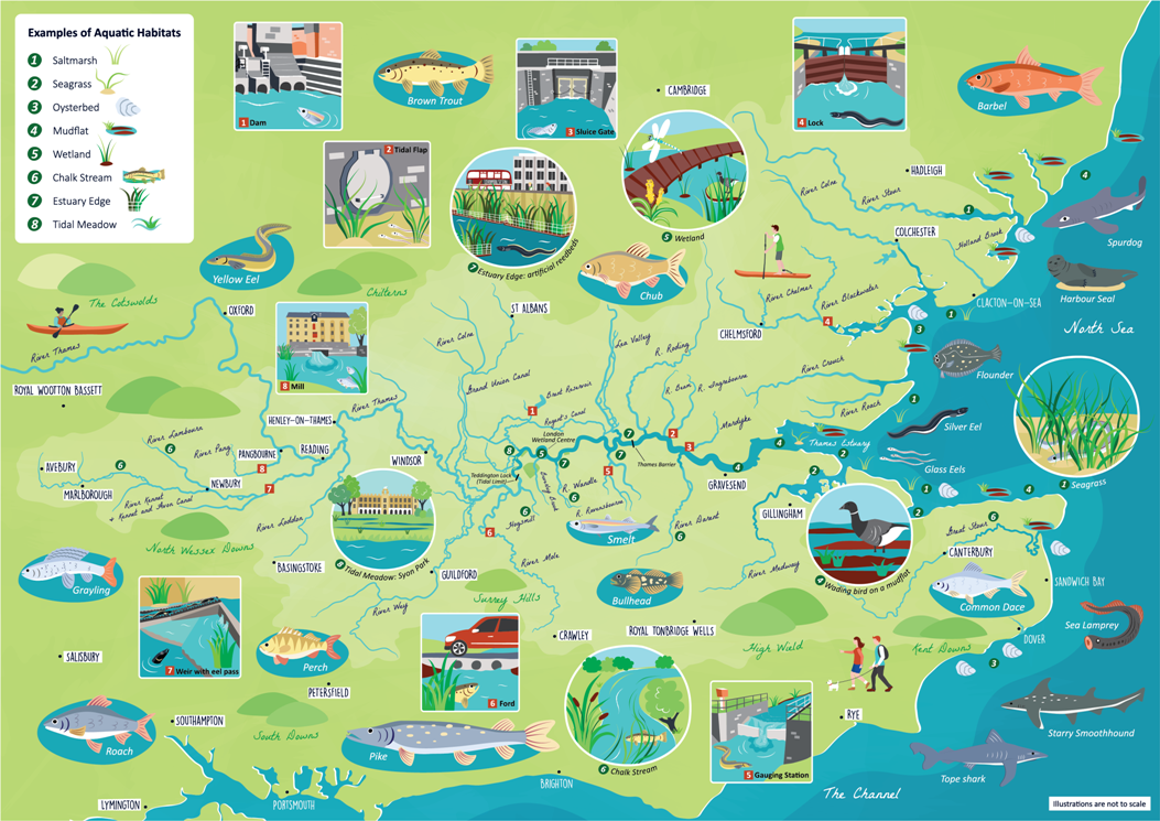 Thames fish migration map