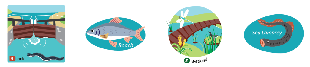 Fish species, barriers and habitat illustrations